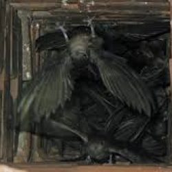 images (1)